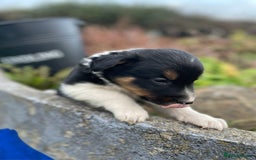 Mixed Breed dogs for sale: Border Jack Puppies (Border Collie X Jack Russel) - Image 21