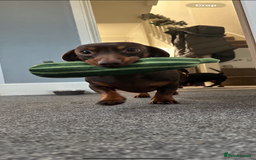 Dachshund dogs for sale: Miniature Dachshunds for re-homing - Image 2