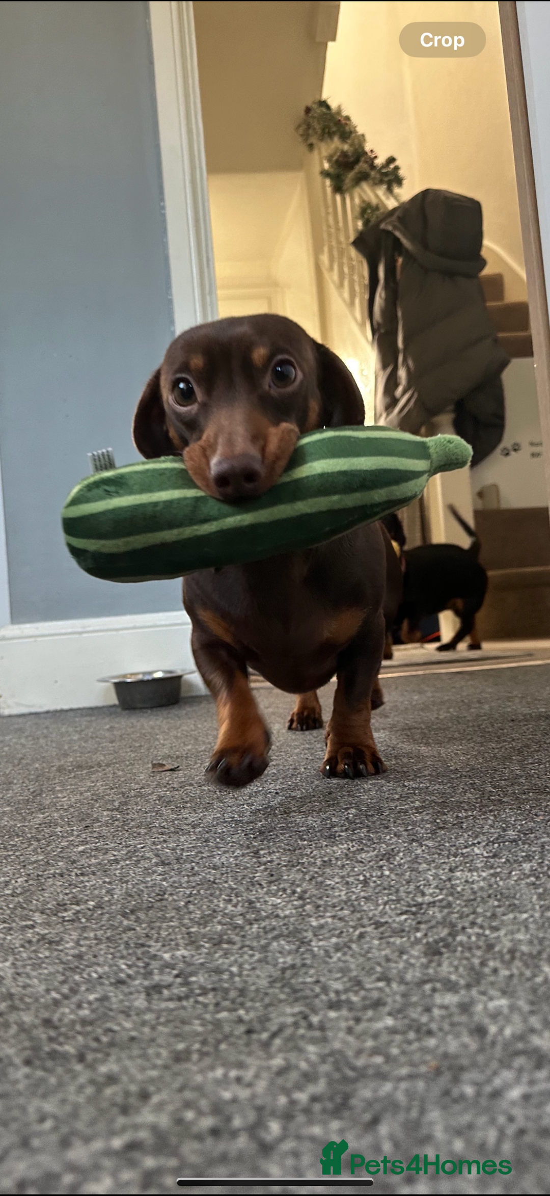 Dachshund dogs for sale: Miniature Dachshunds for re-homing - Image 2