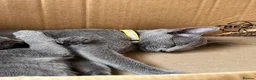 Russian Blue cats for sale: 5 Beautiful Russian Blue Kittens - Advert 13