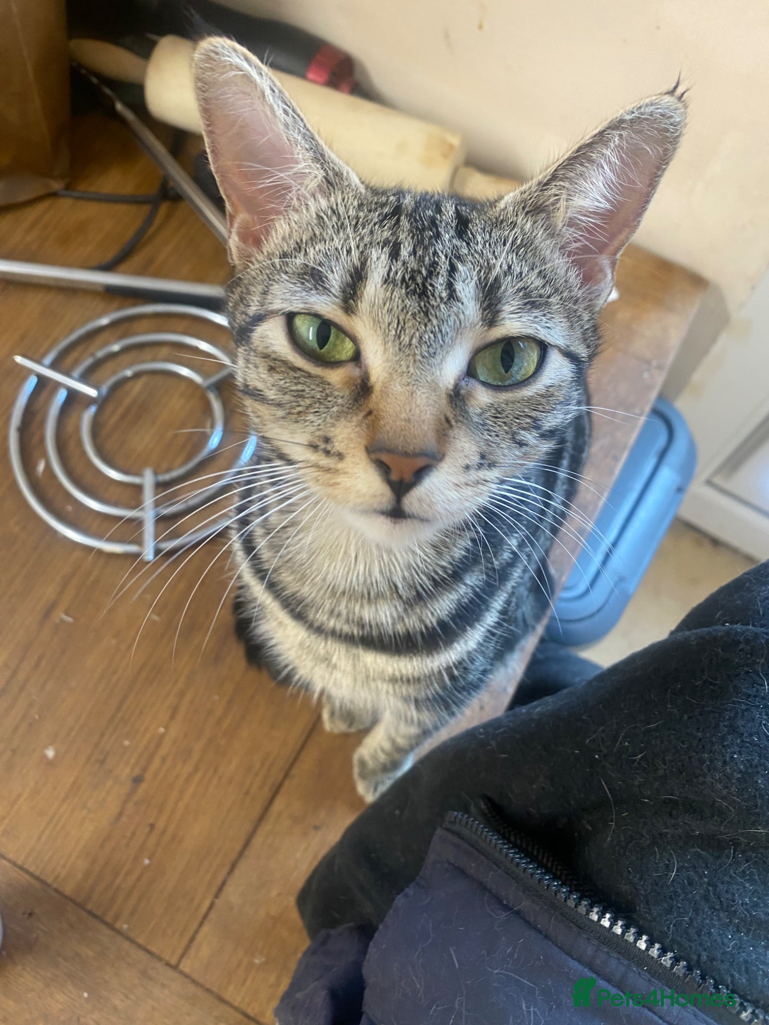 Mixed Breed cats Kittens for sale  - Advert 1