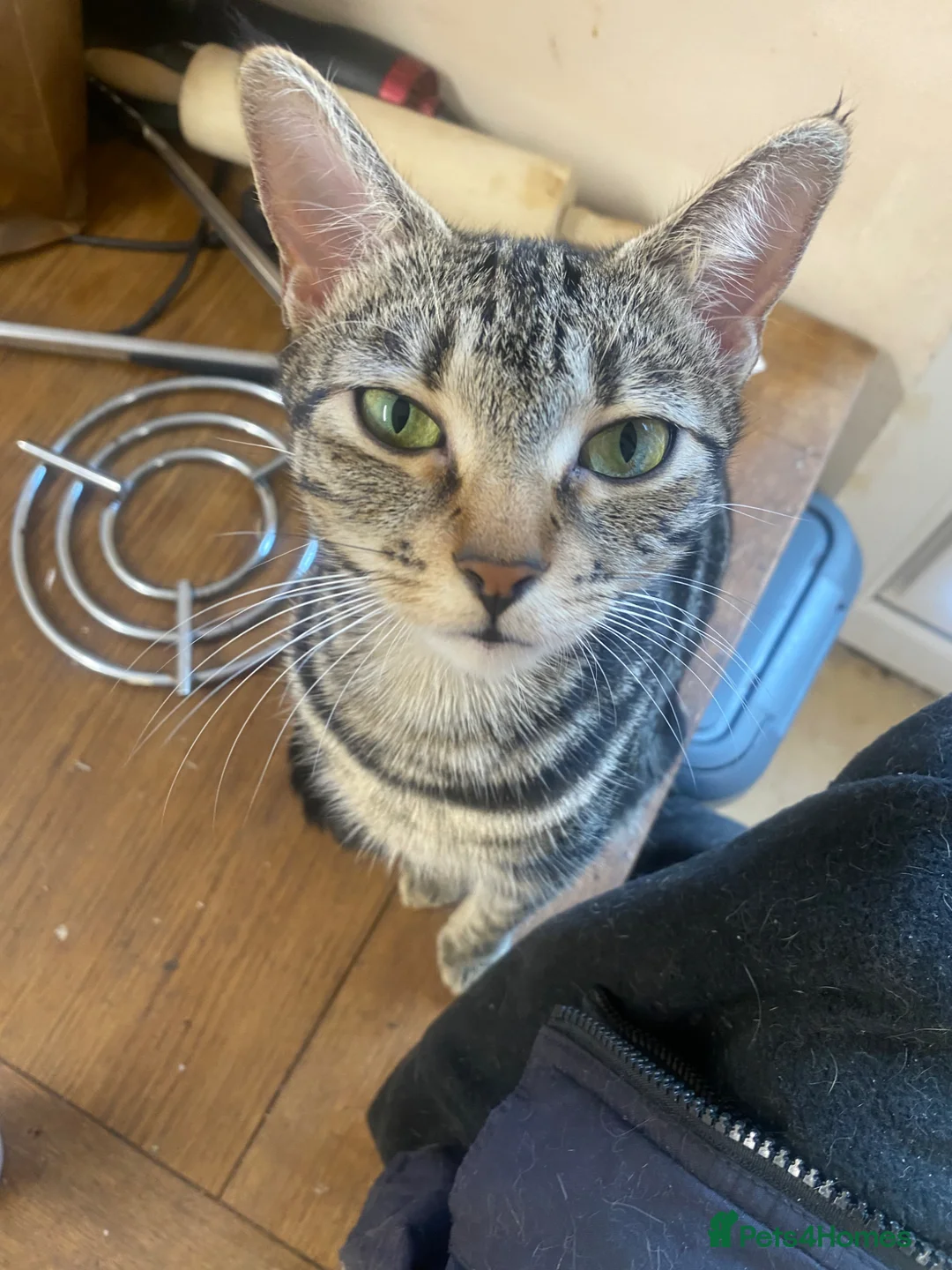 Mixed Breed cats for sale: Kittens for sale  - Advert 1