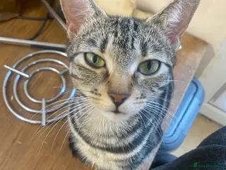 Mixed Breed cats Kittens for sale - Advert 1