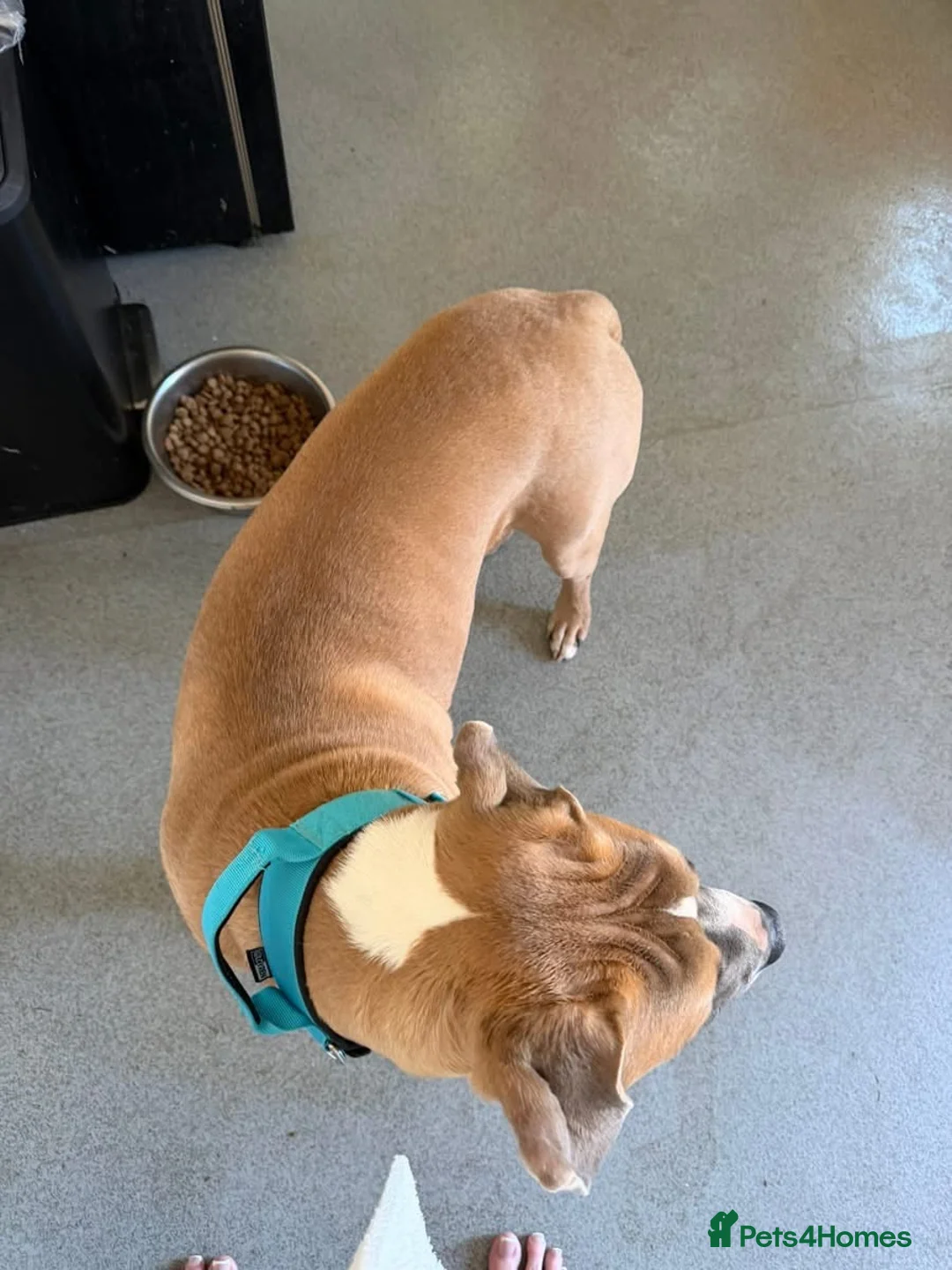 Mixed Breed dogs for adoption: Staff cross cane corso  in Worcester - Advert 8