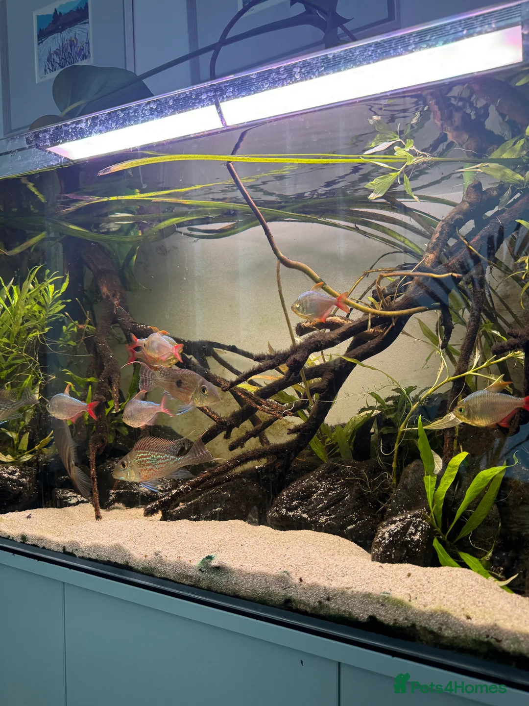 Tetras fish for sale: Big Severum, XL Colombian tetra, Sterbai Corydora. - Advert 2