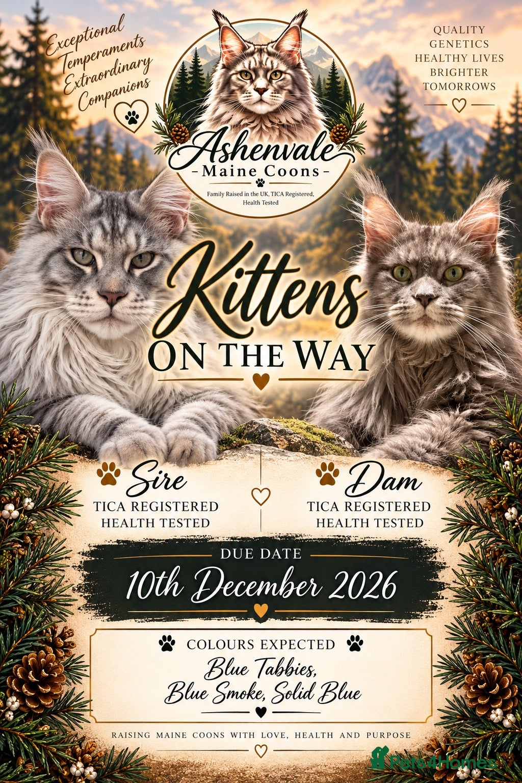 Maine Coon cats for sale: WAITING LIST OPEN KITTENS DUE DECEMBER - Advert 1