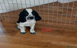 Cocker Spaniel dogs for sale: Health tested small cocker spaniels  - Image 4