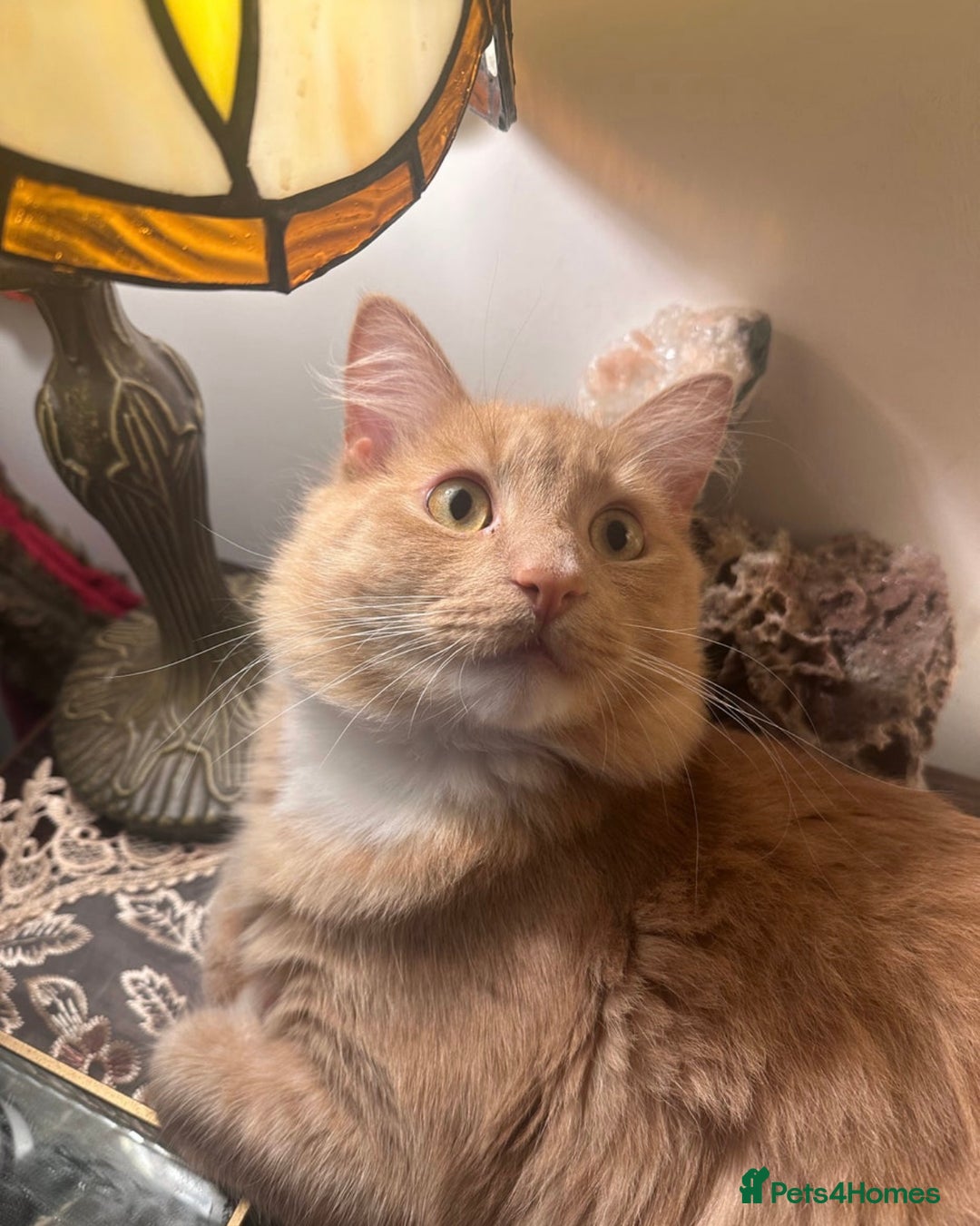 Mixed Breed cats for sale: Maine coon/ British longhair  - Advert 1