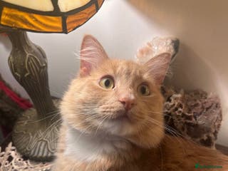 Mixed Breed cats Maine coon/ British longhair - Advert 1