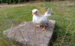 Chickens poultry for sale: Beautiful Tame Serama Trio - Handled Daily - Image 6