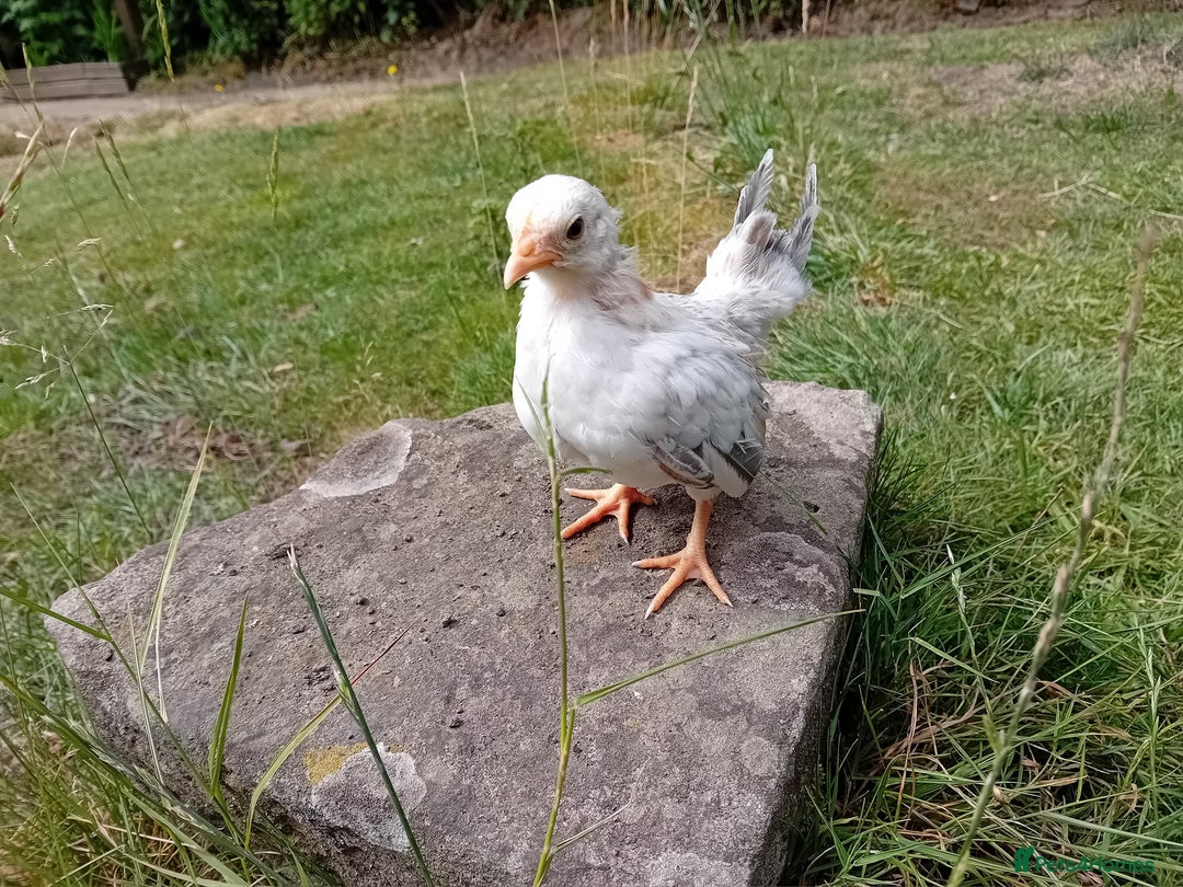 Chickens poultry for sale: Beautiful Tame Serama Trio - Handled Daily - Image 6