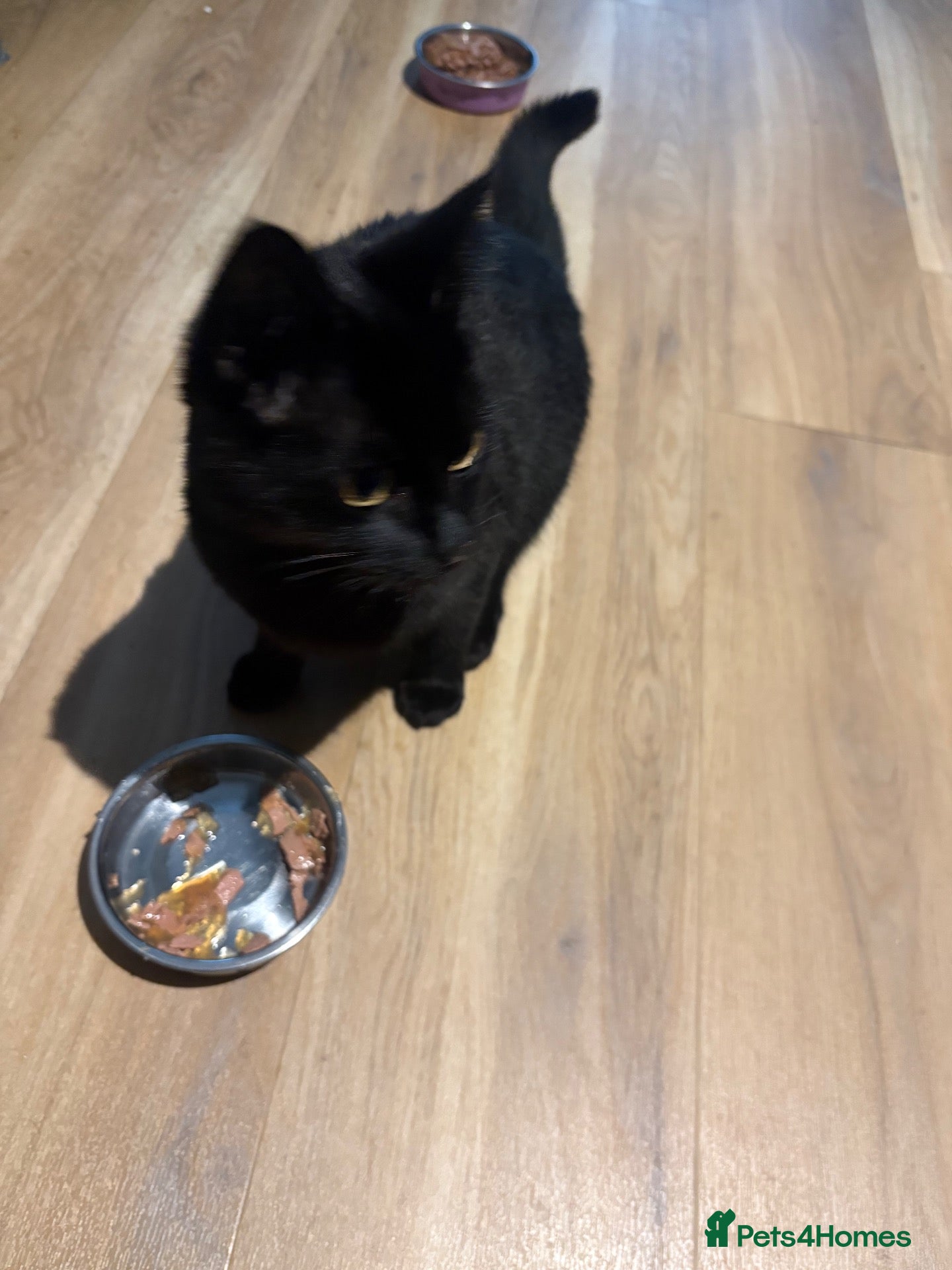 Bombay cats  **   - Advert 2
