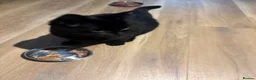 Bombay cats for sale:  **   in Sheffield - Advert 1