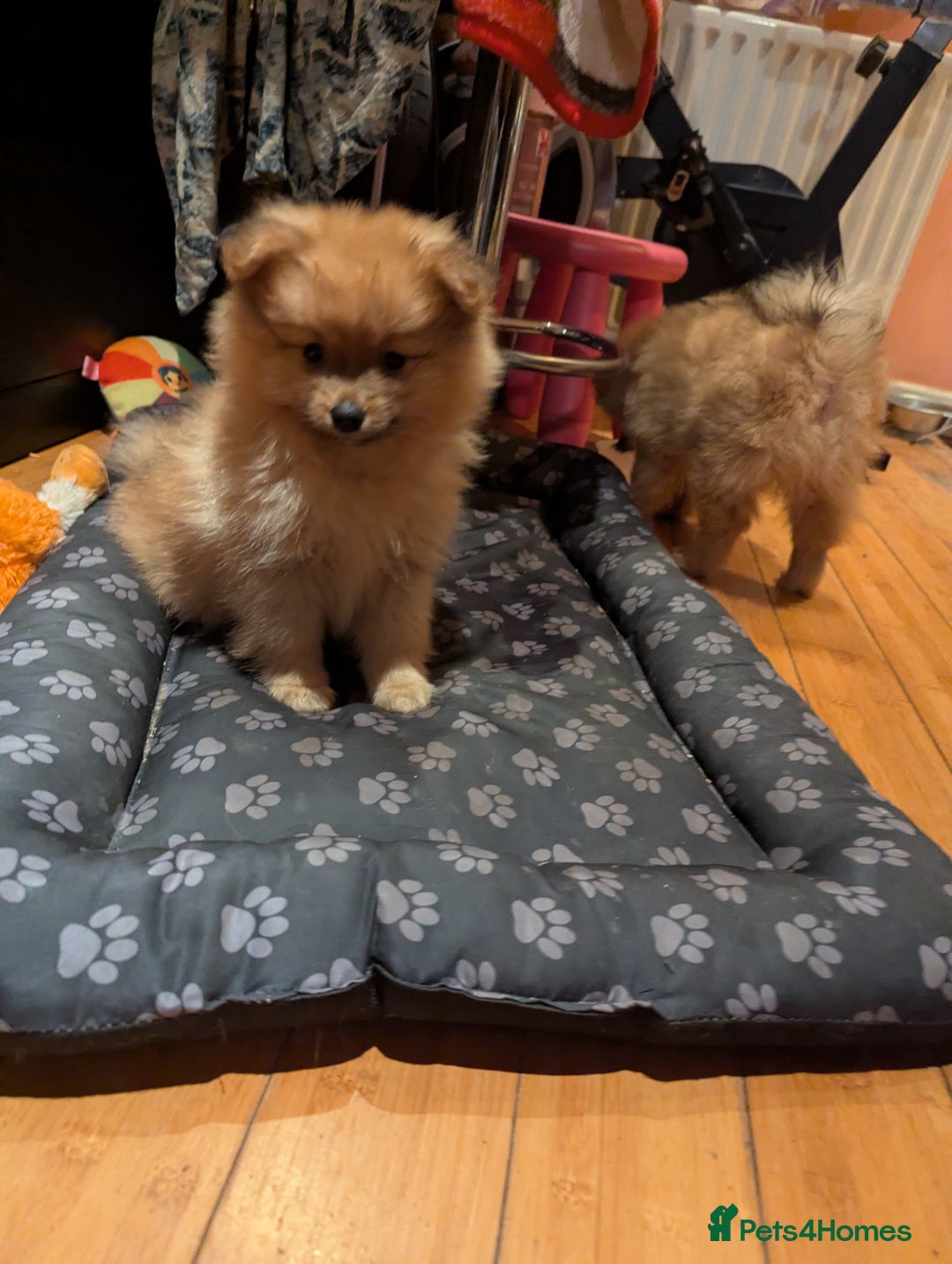Pomeranian dogs for sale: 2 LEFT!! Purebred Cute fluffy Pomeranian Puppies! - Image 26