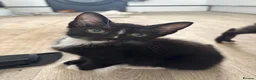 Domestic Shorthair cats for sale: Three kittens - Advert 4