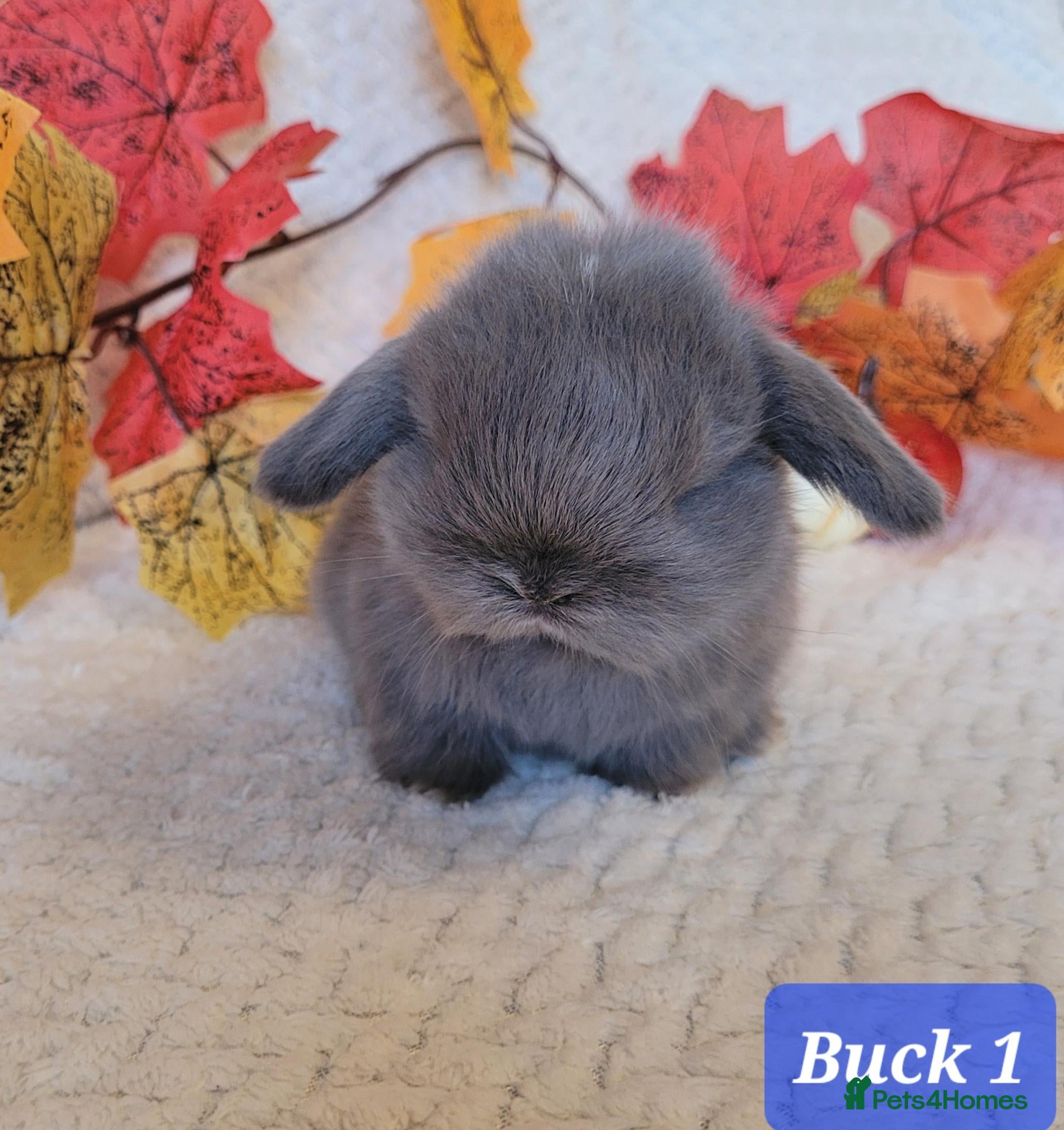 Mini Lop rabbits Beautiful pure bred mini lops - Advert 1