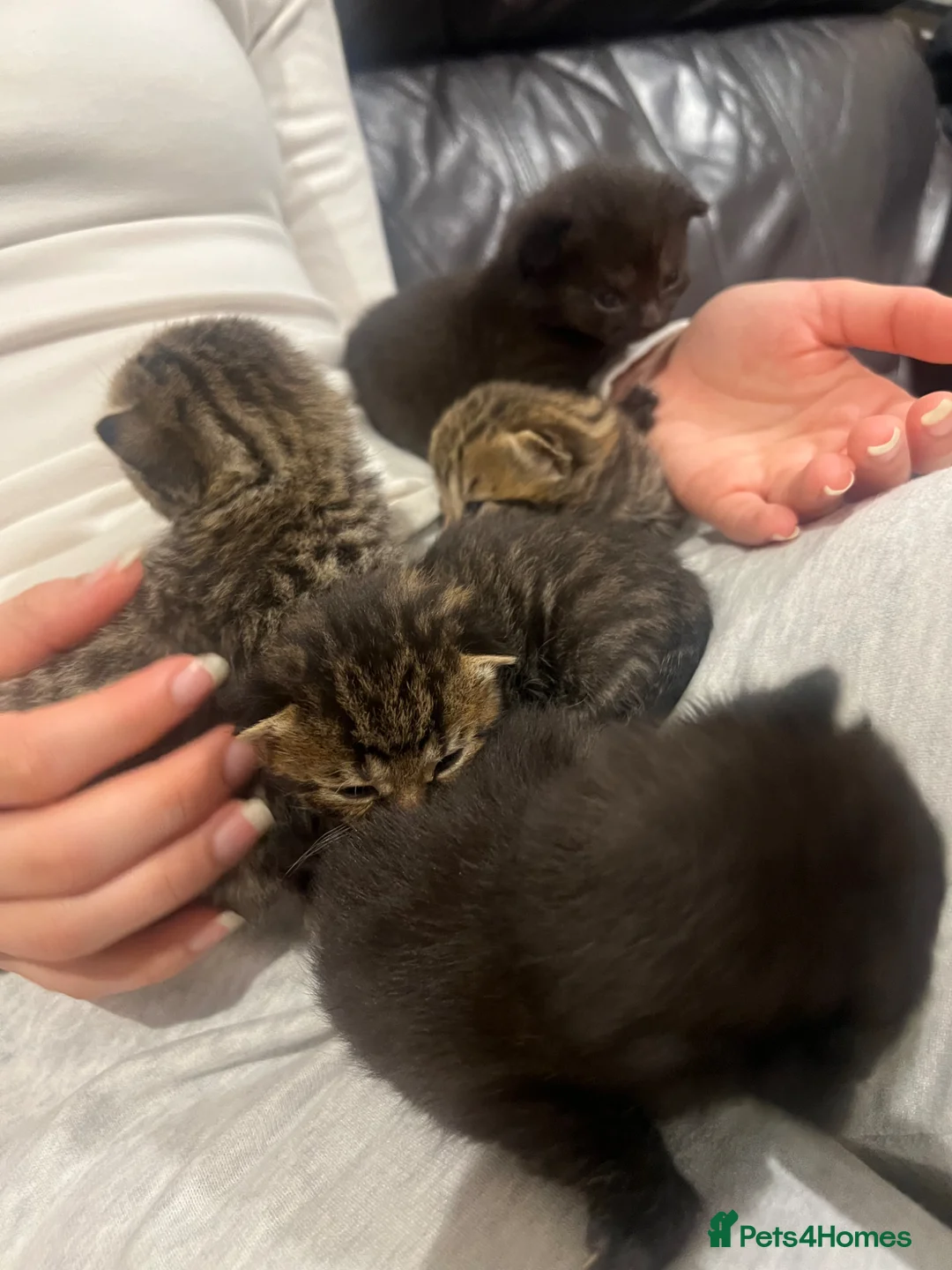 British Shorthair cats for sale: 9 Beautiful British S H/Bengal kittens - Advert 13