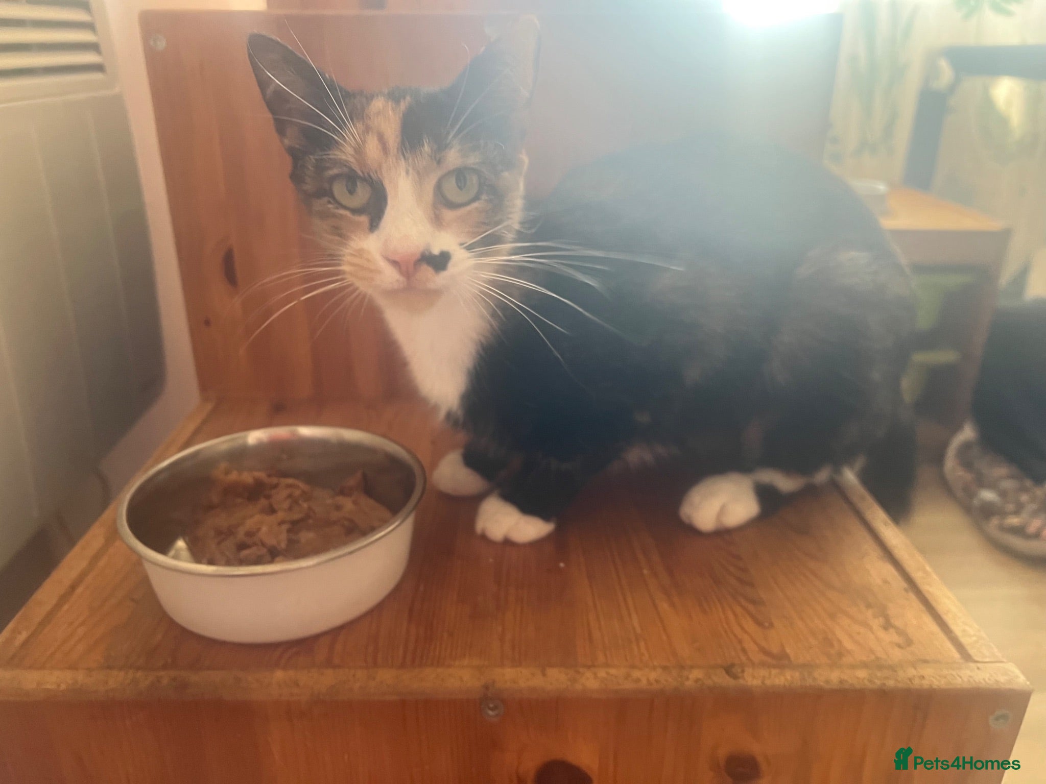 Domestic Shorthair cats Rescue Dolly.  - Advert 7