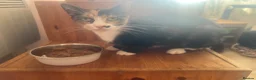 Domestic Shorthair cats for adoption: Rescue Dolly.  - Advert 1
