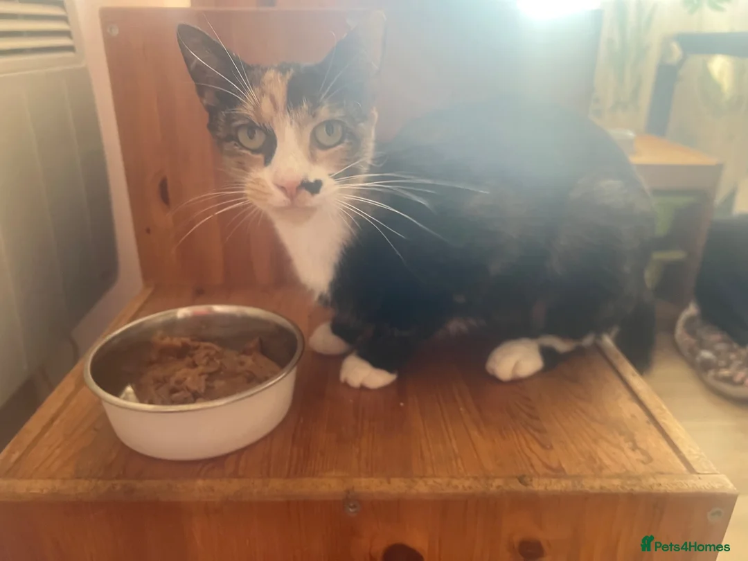 Domestic Shorthair cats for adoption: Rescue Dolly.  - Advert 1