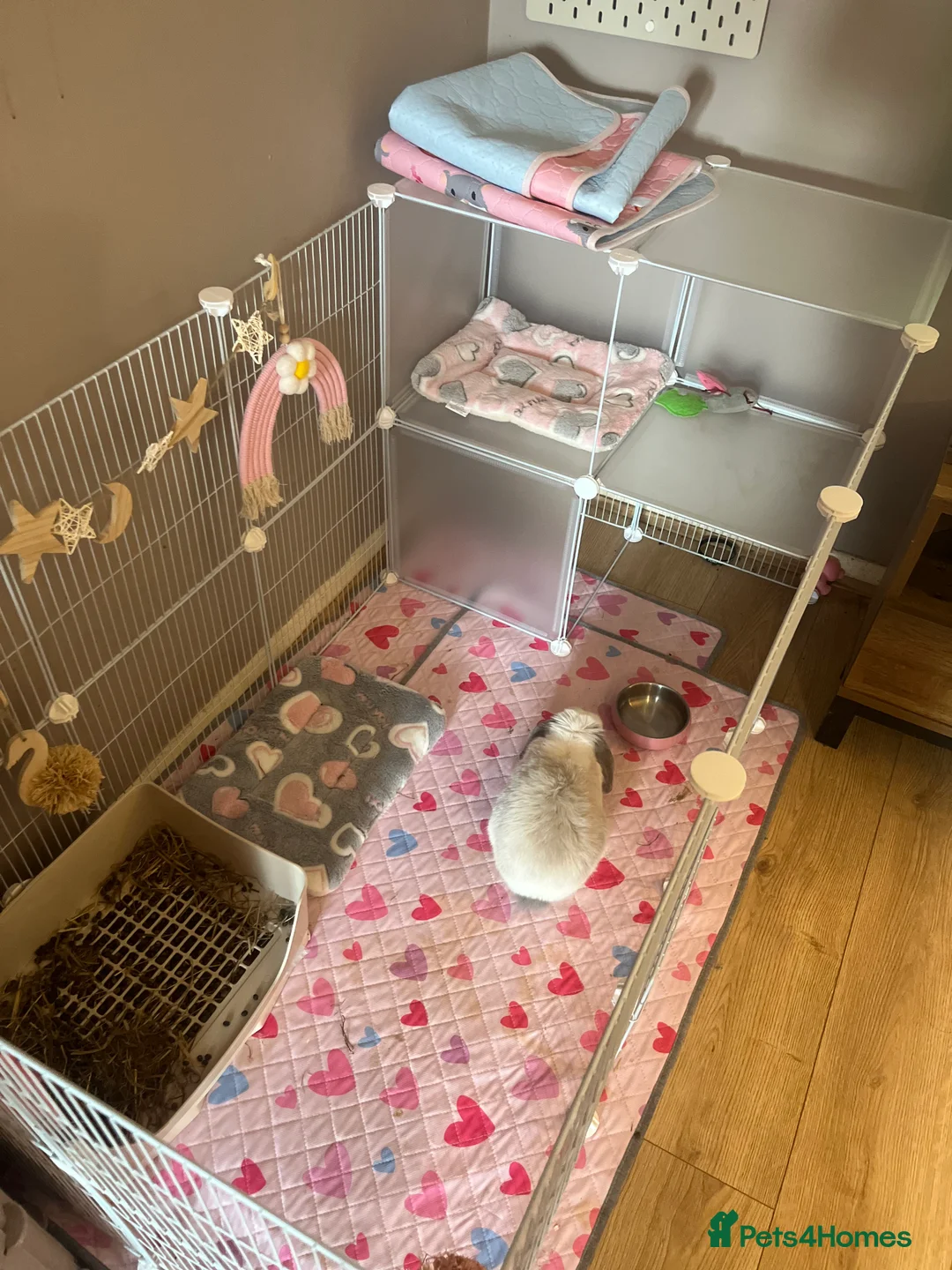 Mini Lop rabbits for sale: Hi meet Daisy!  in Birmingham - Advert 2