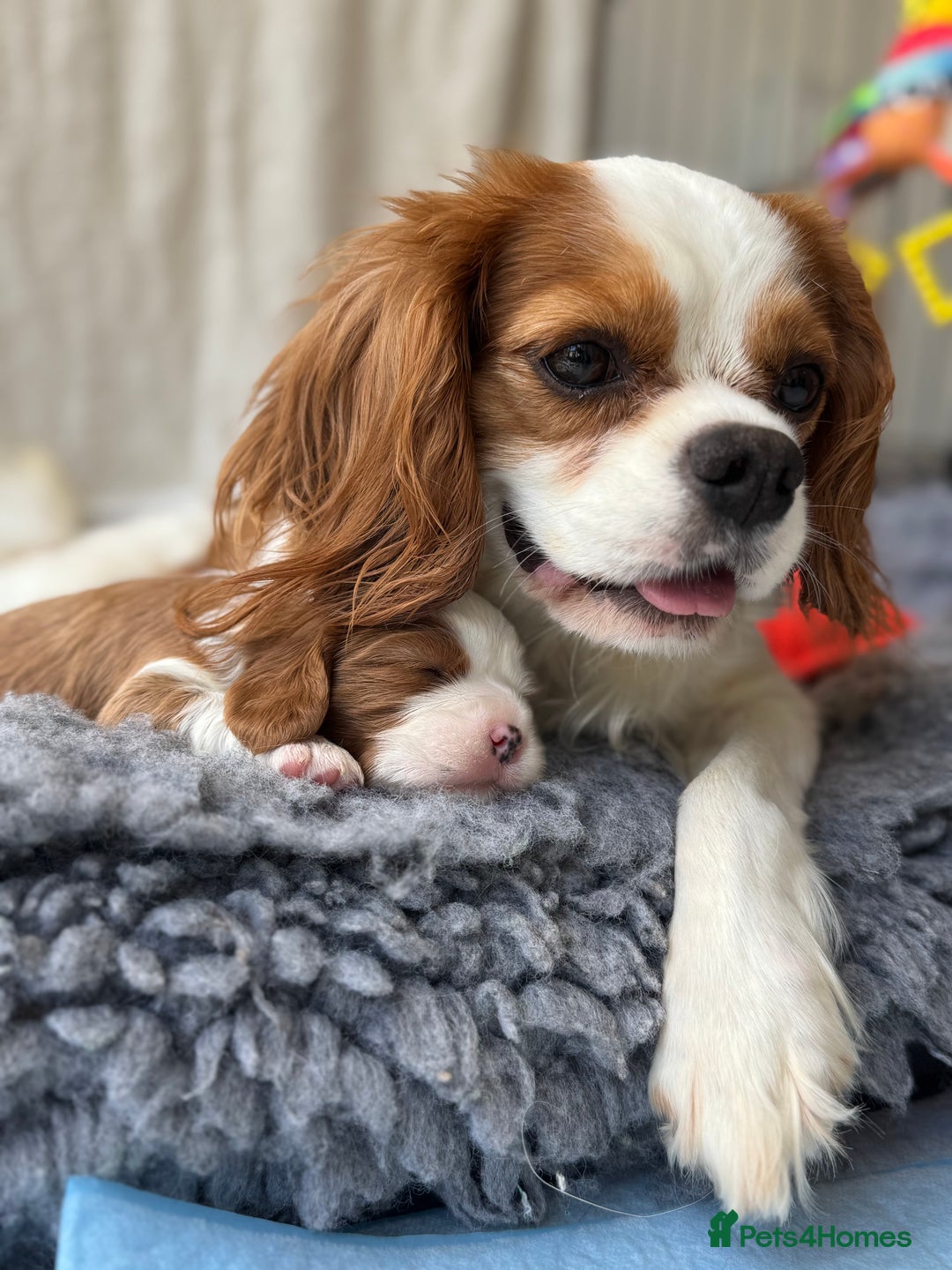 Cavalier King Charles Spaniel dogs for sale: All correct health test taken !  - Image 3