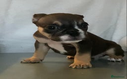 English Bulldog dogs for sale: KC registered English Bulldog Puppies  - Image 4