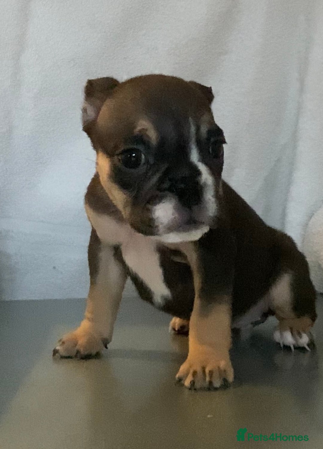 English Bulldog dogs for sale: KC registered English Bulldog Puppies  - Image 4
