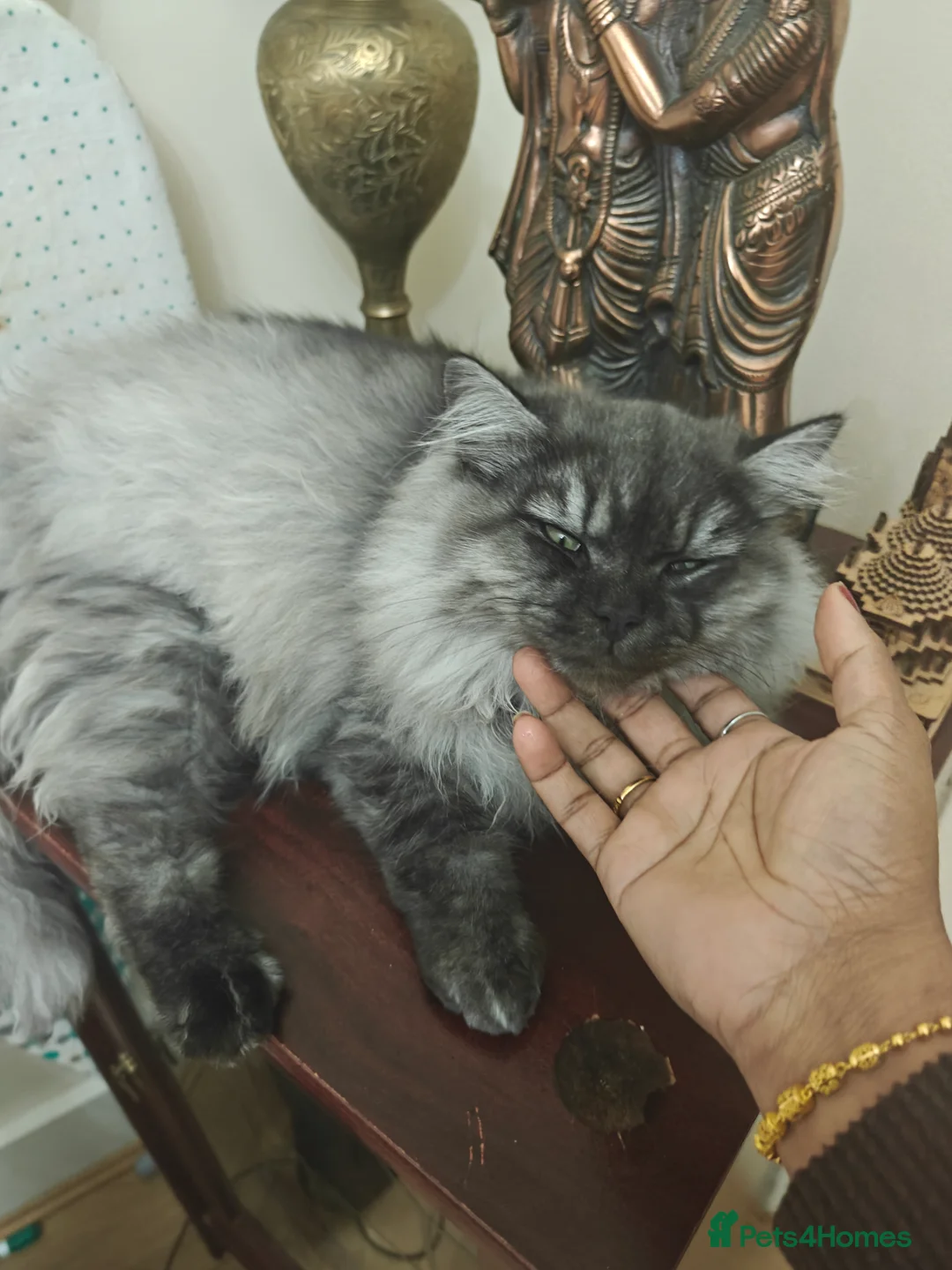 Persian cats for sale: Angel  - Advert 6