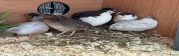Quail poultry for sale: Chinese Painted, Button Quail hatching eggs ( 6 )  - Advert 9