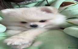 Pomeranian dogs for sale: Stunning KC reg Pomeranians  - Image 16