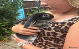 Mini Lop rabbits for sale: Gorgeous mini lop buck 8 weeks old  - Image 3