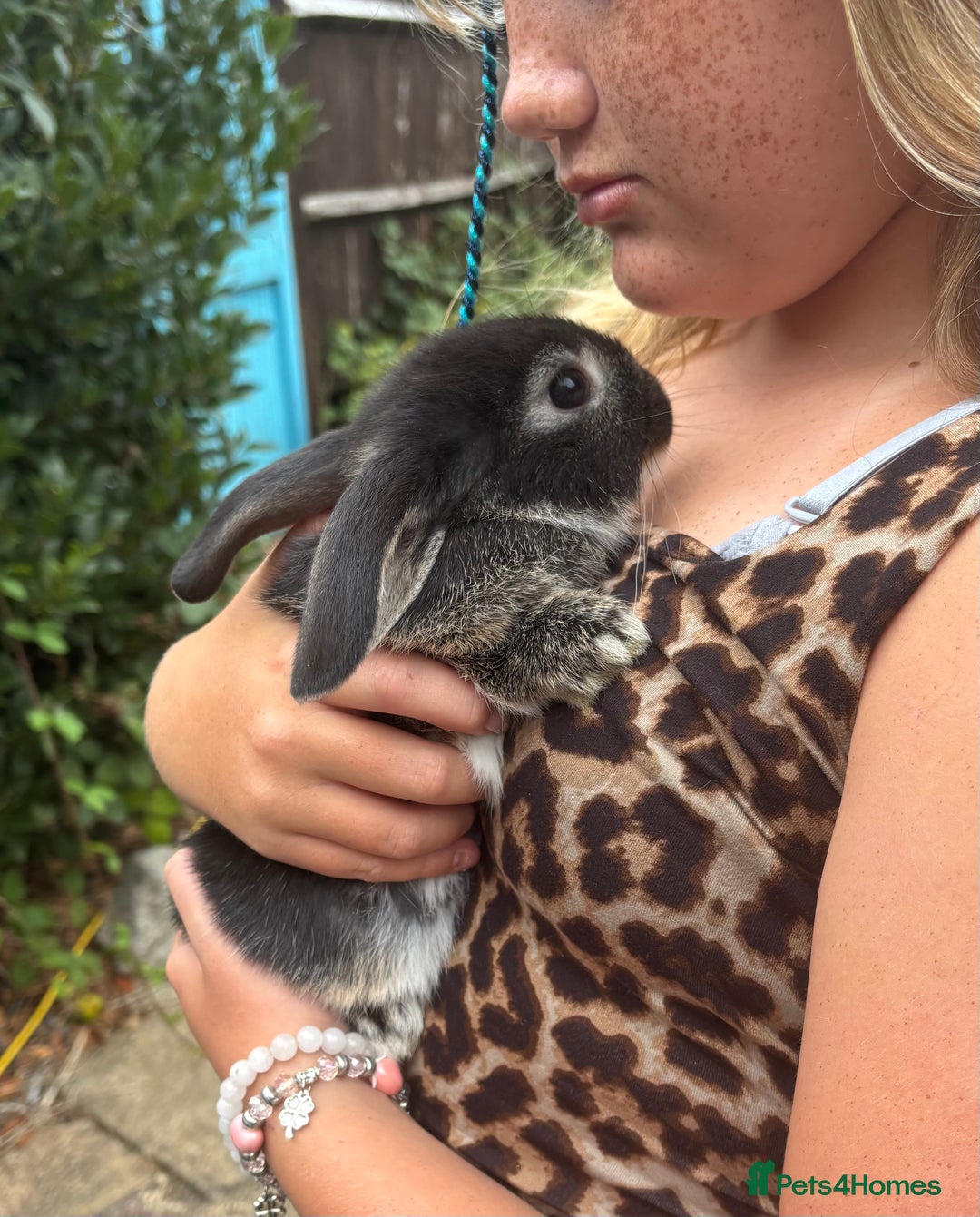 Mini Lop rabbits for sale: Gorgeous mini lop buck 8 weeks old  - Image 3