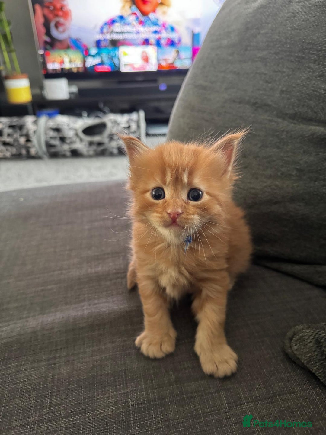 Maine Coon cats for sale: Ginger Polydactyl Main Coon kittens available - Image 4