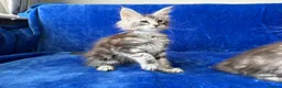 Maine Coon cats for sale: Maine coon kittens registered with GCCF - Advert 16