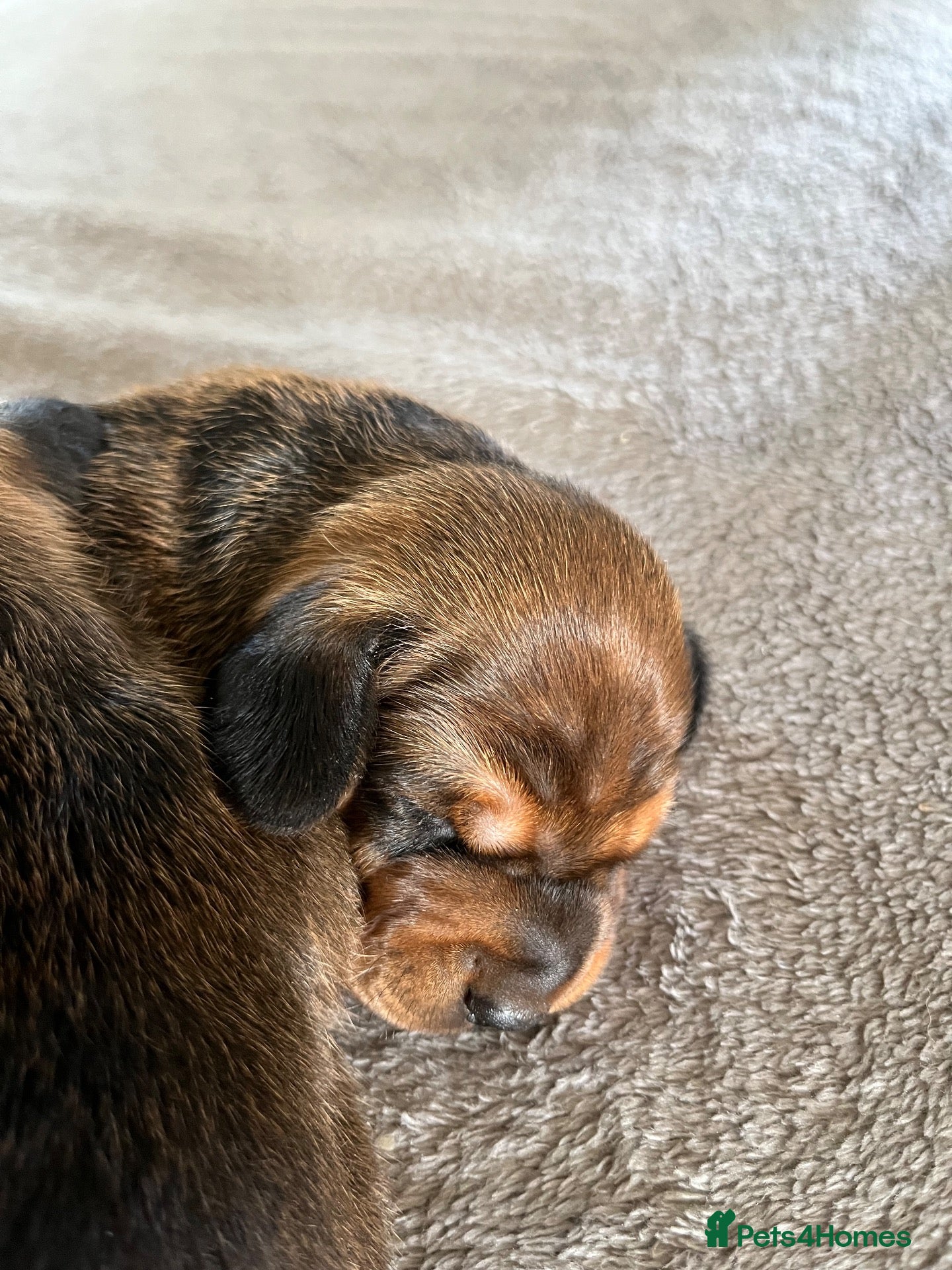 Miniature Dachshund dogs Two handsome KC miniature dauchounds for sale  - Advert 2