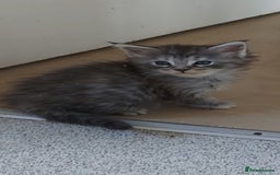 Maine Coon cats for sale: Maine coon kittens ready now - Image 5