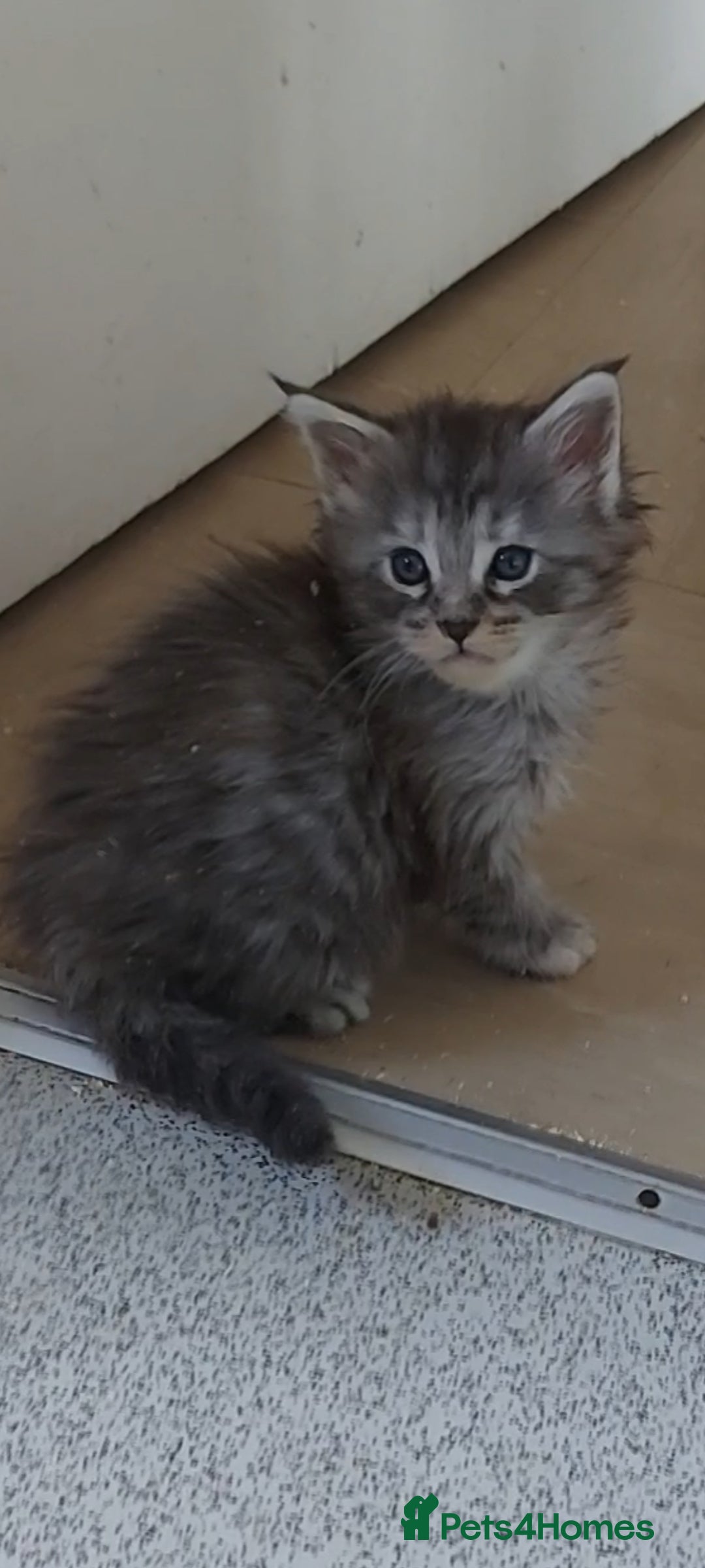 Maine Coon cats for sale: Maine coon kittens ready now - Image 5