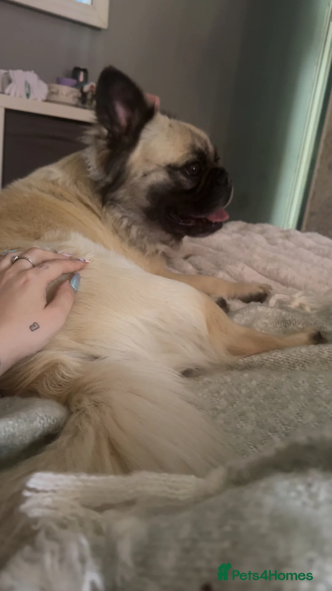 French Bulldog dogs for sale: Fluffy French bulldogs - Advert 2