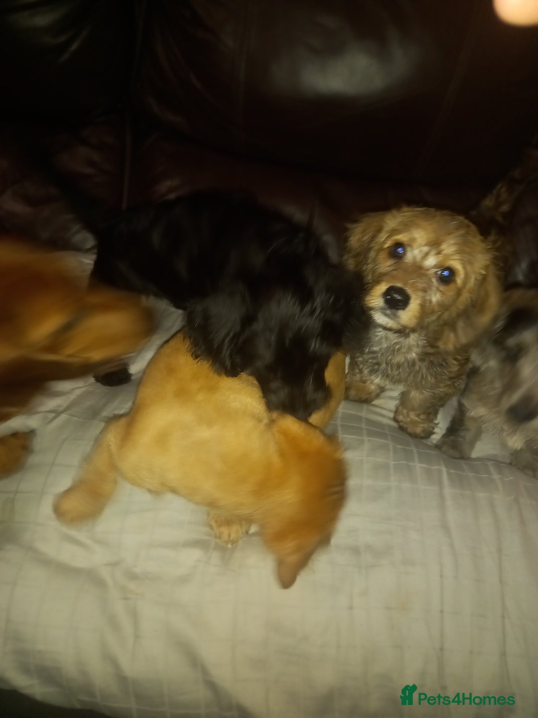 Doxiepoo dogs for sale: Doxipoo  - Advert 11