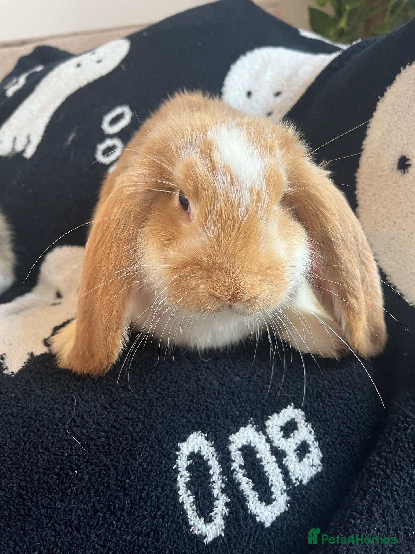 Mini Lop rabbits for sale: 🐰 Mini Lops Ready to Leave 🐰 - Advert 1