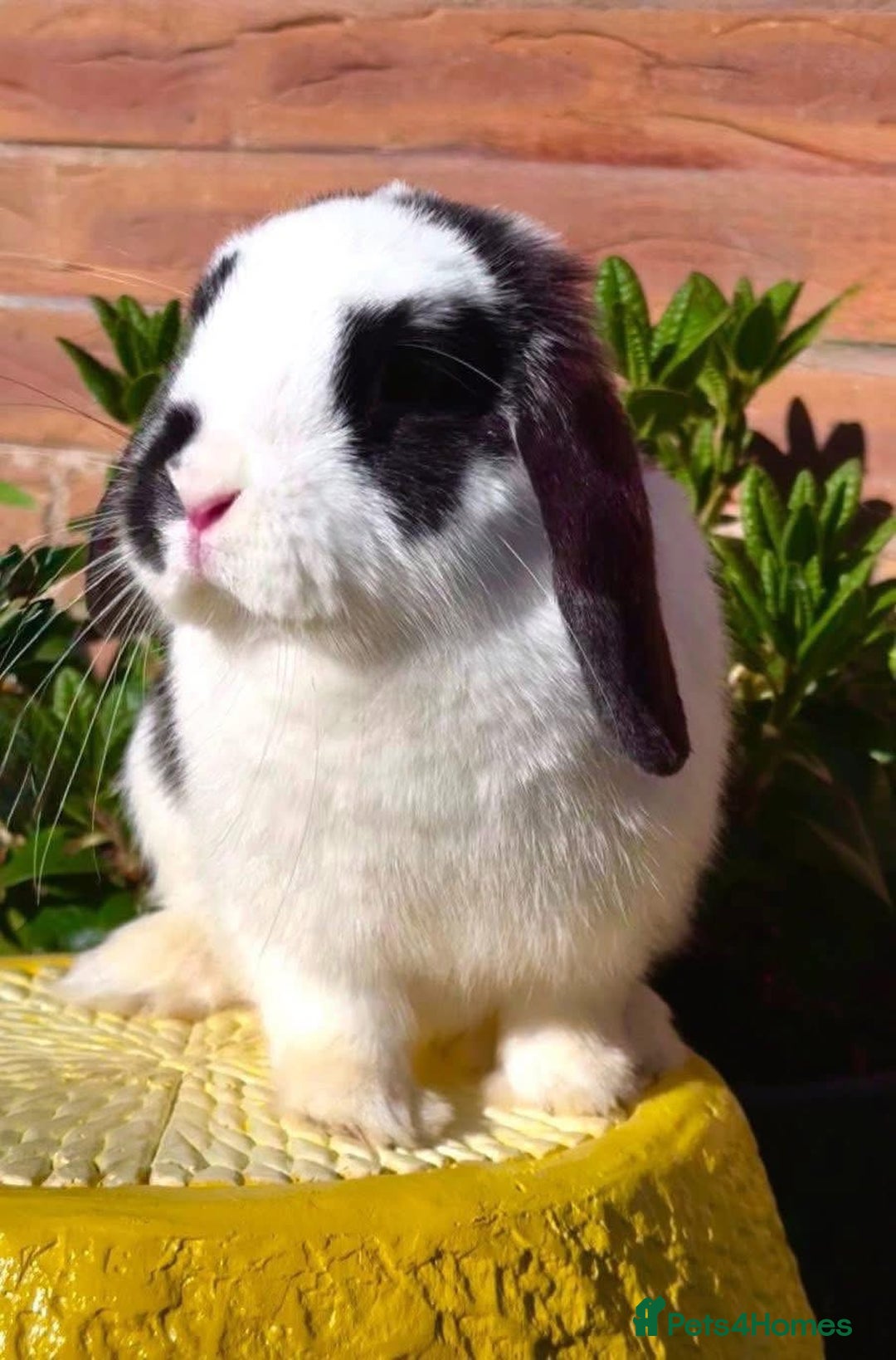 Mini Lop rabbits for sale: MiniLop Baby Boy ready now  - Advert 9