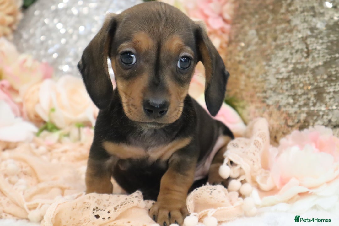 Miniature Dachshund dogs for sale: KC Registered Miniature Dachshund Puppies - Image 20