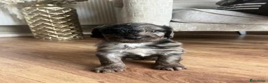 Cockapoo 1