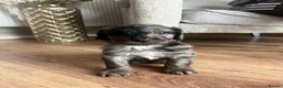 Cockapoo dogs for sale: Beautiful Merle cockapoos  in Orpington - Advert 2