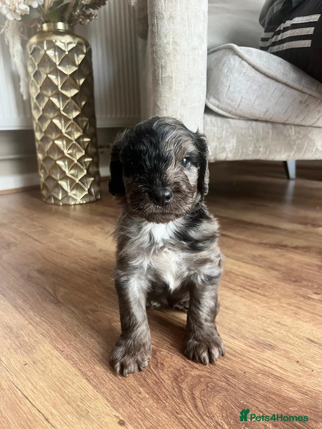 Cockapoo dogs for sale: Beautiful Merle cockapoos  in Orpington - Advert 2