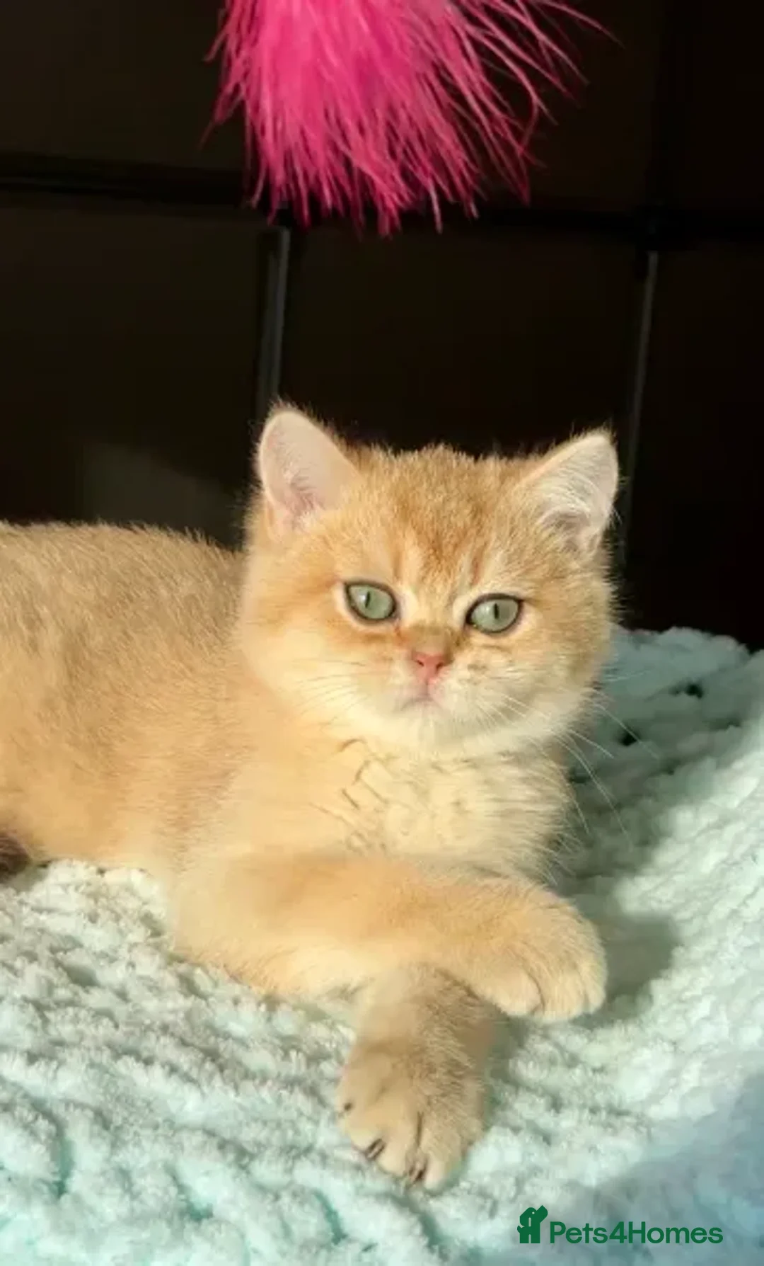 British Shorthair cats for sale: British Shorthair BSH Black Golden Shaded - Advert 6