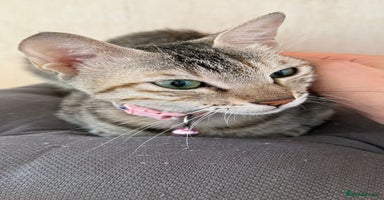 Mixed Breed cats - Advert 2