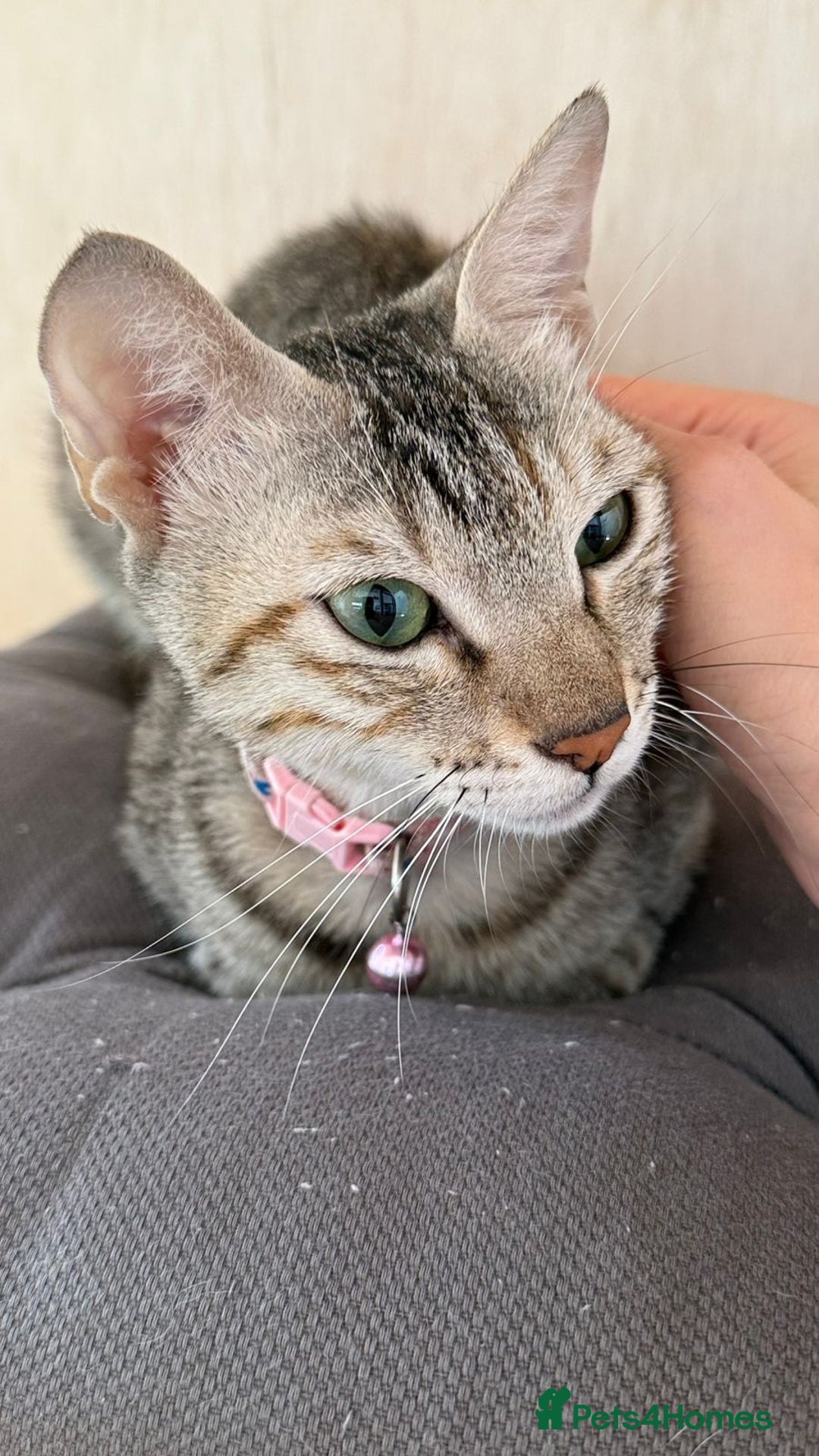 Mixed Breed cats for adoption: STORMY - LAPCAT GIRL SPAYED - likes 2be single cat - Image 3