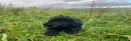 Newfoundland dogs for sale: Georgeous Newfoundland Puppies  - Advert 3